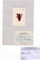 藏品(Phycodrys rubens (Linnaeus) Batters)的圖片